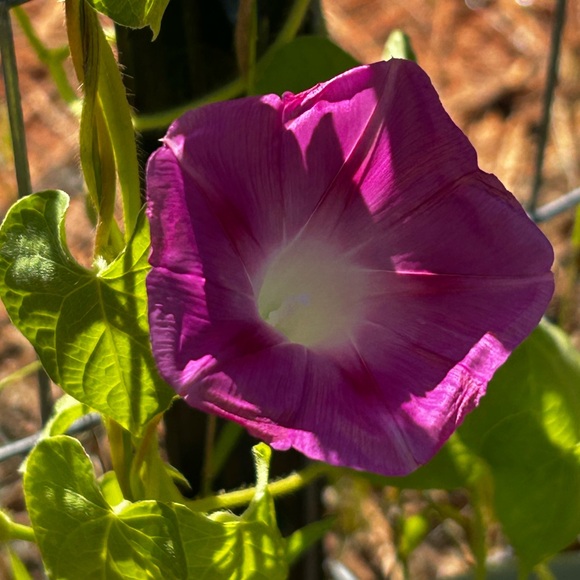 Meet your Posher, Abby - Picture 8 of 12